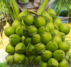 Coconut Fruit