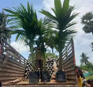 Coconut (Export ready)