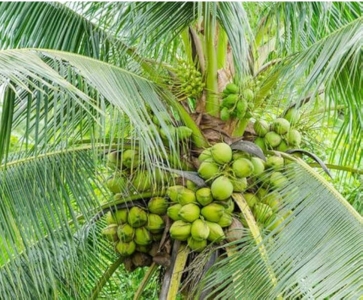 Semi-Dwarf Coconut