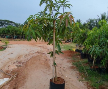 Mango Plants