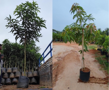 Mango Plants