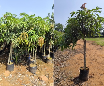 Mango Plants