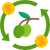 Regular Fruiting Icon
